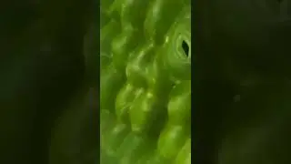 Inside view of a leaf