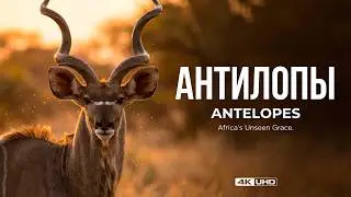 Антилопы | Рожденные бежать | 4K UHD