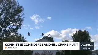 Committee Considers Sandhill Crane Hunt | Madison