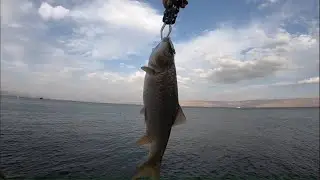 דיג ביניות בשקיעה יפה / Fishing Barbus At beautiful sunset