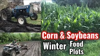New Corn Food Plot and planting more soybeans