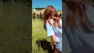 burping at cows 🤣