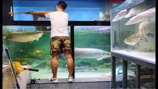 Giant Aquarium Cleaning Day | Massive Fish Encounter