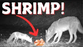 Leaving 10lbs of Shrimp in the Woods for 10 Days &ndash; Trail Camera Reveals Wild Surprises!