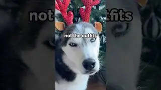 My Dog Doesn&rsquo;t Love Christmas Outfits