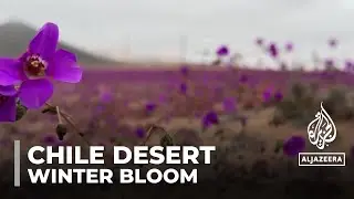 Rare winter growth blooms in Chile's driest desert, showcasing a spectacular floral display