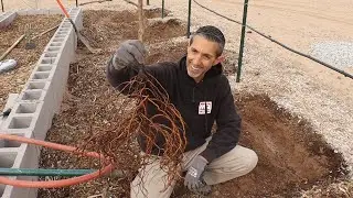 DFV | Planting Bare Root Grapevines in AZ