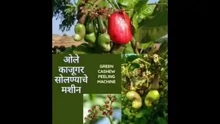World's first tender cashew (green cashew) cutter machine