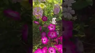 🌸 Backyard Bloom Show! | Flower Garden Tour 🌿