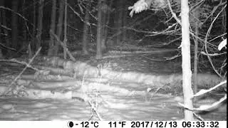 Wolf? Wakefield, Qc