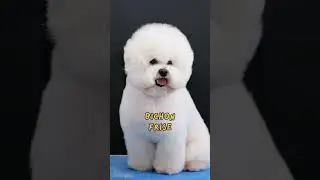 Top Non-Shedding Dog Breeds: Perfect Pets for Allergy Sufferers