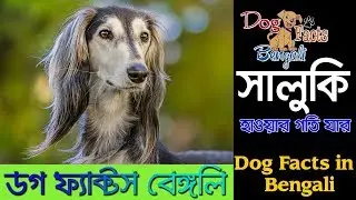 Saluki dog facts in Bengali | Fastest Dog | Dog Facts Bangla