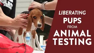End Lab Testing on Animals with Beagle Freedom Project!