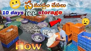 సముద్రపు చేపలని ఐస్ లో ఎలా స్టోర్ చేస్తారు how to fish storage in ice 🍦Telugu fishing Amar the world
