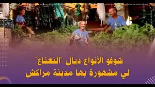 من قلب أشهر سوق شعبي فمراكش..شوفو الأنواع ديال 