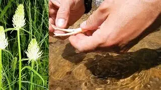 The Taste of Nature, Phyteuma -  Devil's claw root + porcino mushroom