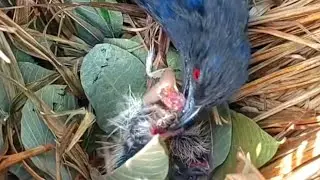 KARENA TAKUT KENA MARAH TERPAKSA ANAK BUBUT MENELAN MAKANAN YG TAK SEIMBANG
