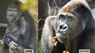 Update on Gentaro & Annie | Cohabitation training sessions | Ueno Zoo Gorilla