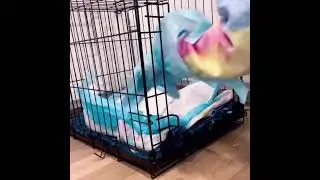 How to clean your dog&rsquo;s crate (cleanest & fastest way) #shorts