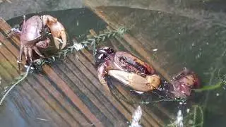 ep1259  #fieldcrab #ปูนา   @enjoylife.9
