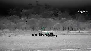 Guide TJ650-LRF: Track a Mob of Pigs with Black Hot Thermal Vision