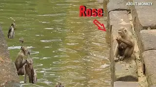 Today Young Mom Monkey Rose Bring Baby Monkey Rex To Swimming But Rex Sleeping Can Not Swim, Just...