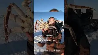 The Outdoor Boys go crabbing in the Arctic!