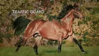 TRAFFIC GUARD - Ready To Run Sale 2015