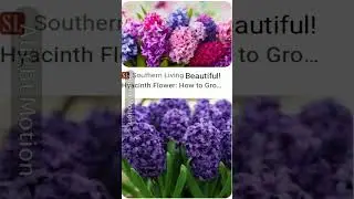 Medicinal And Other Benefits Of Hyacinth Flowers @Dr.Francisca Nisha:Total Healing