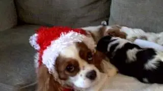Santa Lucy generously feeding Riley and Belle - Lucy's clothes by Tom Wynn-Jones