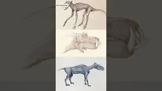 Can You Guess This Animal?