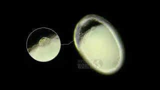 Яйцо муравья Monomorium floricola под микроскопом.