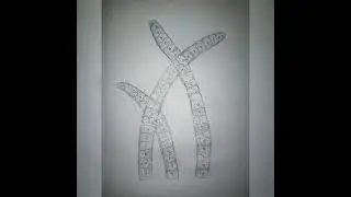 how to draw oscillatoria easily ❤️❤️