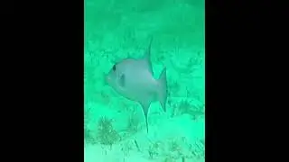 Triggerfish in sea grass near reef!