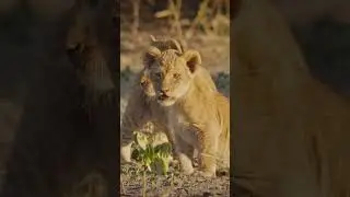 Confused Cubs: Left Behind While Mom Goes Hunting 🦁 #shorts