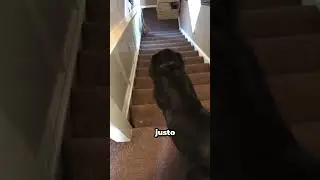 Se deslizó por los escalones sin ver el peligro oculto 😭 #dogs #pets #suspense