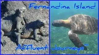 Fernandina Island, 1080p Snorkeling