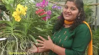 Basket VANDA Orchid Care ! Orchid Growing & flowering Tips ! Gardening Tips ! വാൻഡ ഓർക്കിഡ് പരിപാലനം