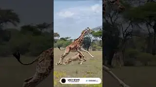 Giraffe Escapes Lion Attack #Shorts