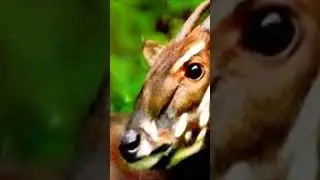 Chasing Ghosts: Finding the Saola!