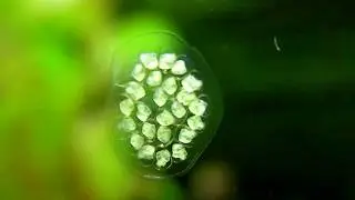 Ramshorn Snail eggs - from just layed to hatching.