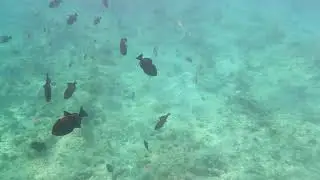 Snorkeling in Turks and Caicos