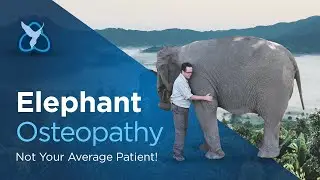 Elephant Osteopathy - not your average patient