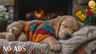 12 Hours Relaxing Music for Dogs 🐶 Calm Nervous Dogs Fast | No Ads