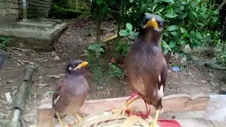 শালিক পাখি বাচ্চা পৌষ মানানোর উপায় #birds #cuteanimals