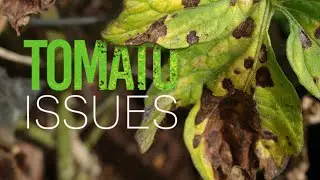 Tomato Issues: Septoria Leaf Spot, Yellow Shoulder, Stink Bugs and Herbicide Damage