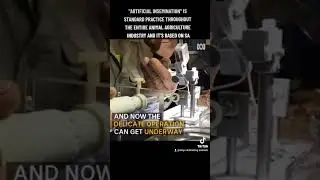 WHY DON'T VEGANS EAT HONEY?