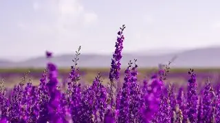 the most beautiful Lavender fields around the world/ top gorgeous Lavender fields / flowers /nature