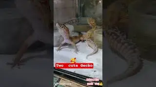 #pets #gecko #amazing #animalshorts
