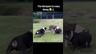 #youtubeshorts #shorts #memes #funny #funnymemes